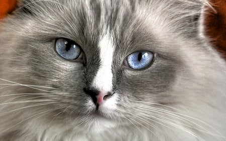 Pretty Kitty - close-up, domestic, beautiful, face, cat, blue eyes