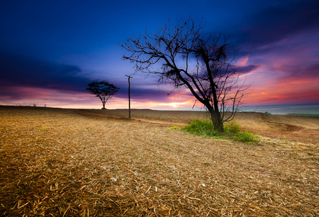 colorful sky - nature, sky, evening, clouds, photography, tree, dusk