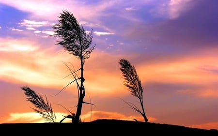 Dry-stalks-at-sunset-and-clouds - nature, sky, clouds, leave, sunset, colors