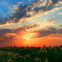 Sunflowers-at-Sunset