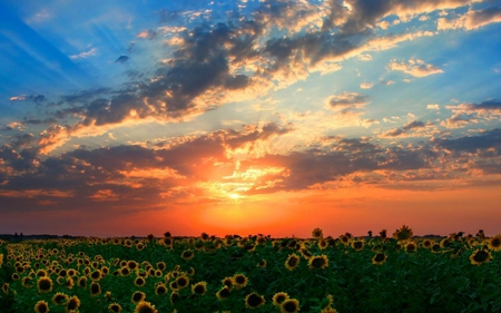 Sunflowers-at-Sunset - nature, sky, sunflowers, landscape, clouds, colors, sunset, flower