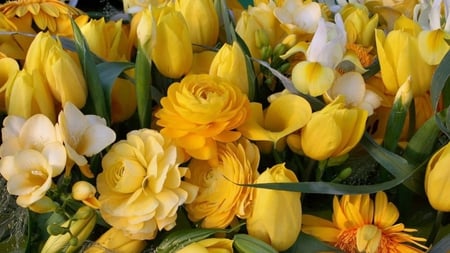 Yellow flowers - sunny, tulips, beauty, flowers, beautiful flowers, yellow, bright bouquet