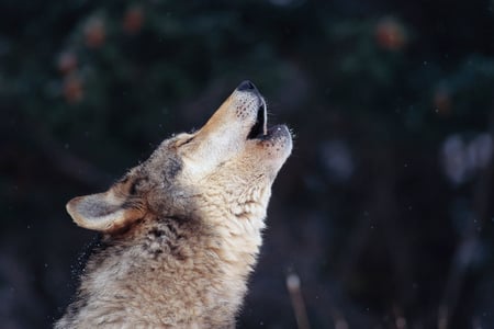 Howl at the moon - gray wolf, dog, howl, wild