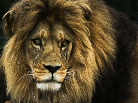 old-lion - head, animal, old, lion, wild cat, big cat