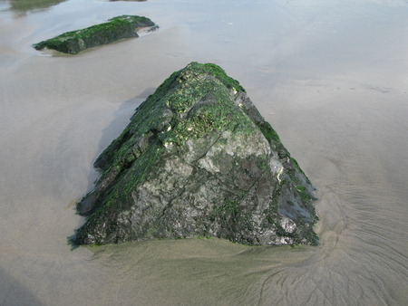 Rock on the beach - water, beach, green seaweed, rock, atlantic, new jersey, sand