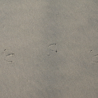 Seagull footprints