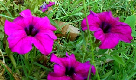 Violet flowers - flowers, violet, nature