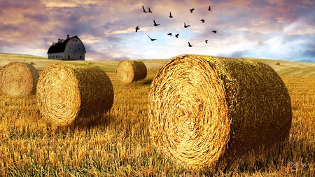 Time to Hay - birds, summer, harvest, firefox persona, fall, autumn, barn, hay, field, country, farm, sky, bales