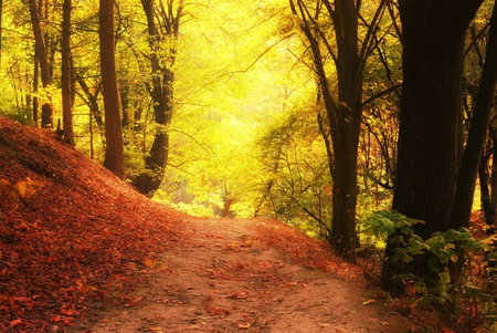 forest path - path, nature, autumn, colourful, forest