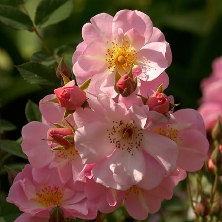 For Barb - special, nature, gift, roses, pink, barb, beautiful, outdoor