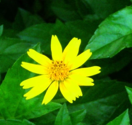 Yellow flower - nature, flowers, yellow, flower