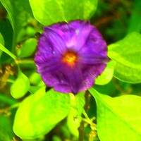 Mini violet flower