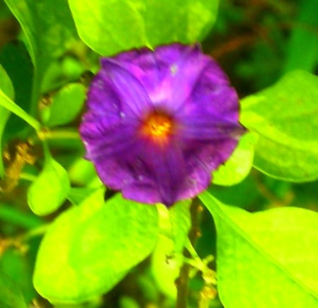 Mini violet flower - nature, violet flower, mini, flower