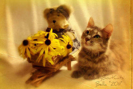 Sharing with a Friend - flowers, teddy bear, cat, friend