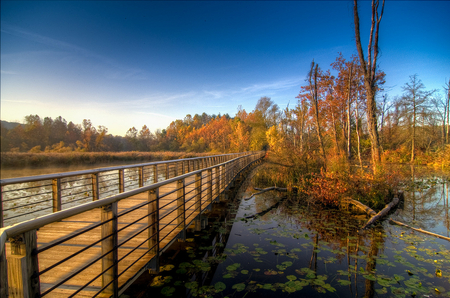 Autumn lake - trees, water, silence, blue, beauty, nature, autumn, lake, sky