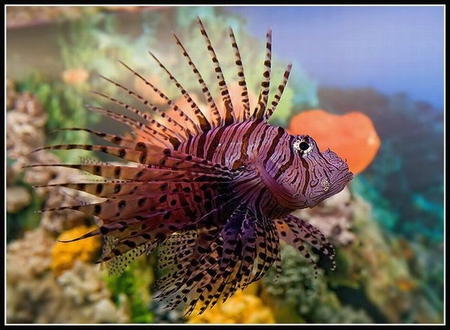 Magnificent Fish - fish, magnificent, underwater-life, photography