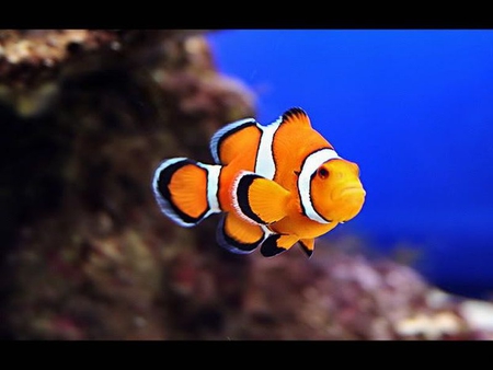 Clown Fish - beautiful, fish, clown, picture