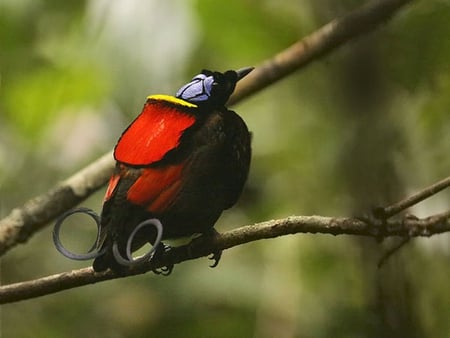 Bird_of_Paradise - bird-of-paradise, picture, amazing, beautiful