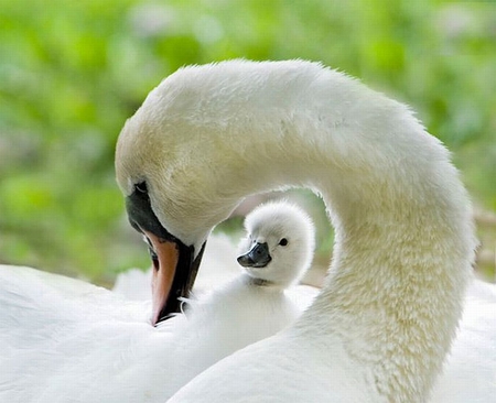 Swan w Chick - chick, swan, cute, picture