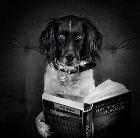 Dog with Masters - cool, hot, eyes, blue, dog, book, read