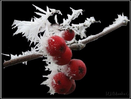 Fruits - cold, winter, fruits, red