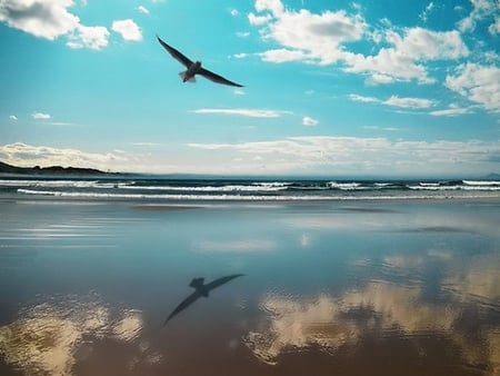 Mirror - bird, sea, nature, sky