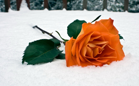 A FLOWER FOR YOU - nice, ice, amazing, cool, flower