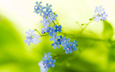 BEAUTIFUL BLUE  FOR YOU - nice, amazing, cool, blue, flower