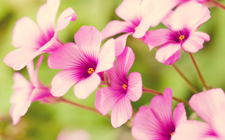 BEAUTIFUL PINK FLOWERS FOR YOU - nice, nature, amazing, cool, forest, flowers