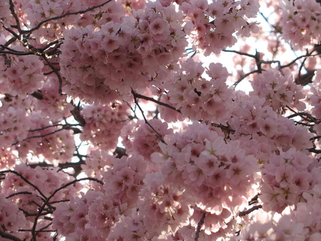 cherry blossom - blossom, flower, cherry, nature