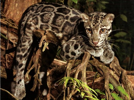 Clouded Leopard 1 - leopard, compost, photography, photo, cat, animal, feline, wildlife, alain compost