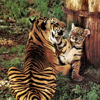 Tiger and Cub F1