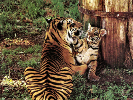 Tiger and Cub F1 - wildlife, animal, cohen, tiger, photo, cat, cub, jessie cohen, photography, feline