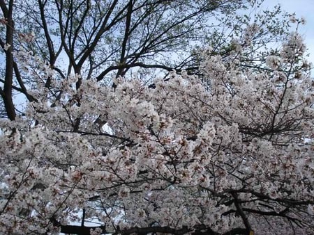 blossom - flower, fav, nature, blossom