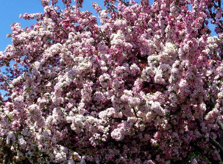 blossom tree - nature, tree, blossom, other