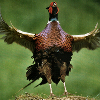 Ring-necked Pheasant 1