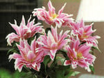 Double Tiger Lilies