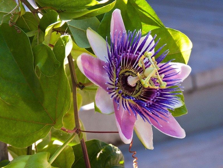 Passiflora - white, leaves, flower, purple