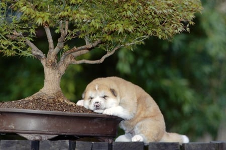 I got tired... - fuzzy, chow-chow, chow, dog, bonzai, puppy, sleeping, tree