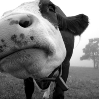 This is a Cow