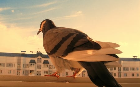 A Bird's View - bird, urban, pigeon, eye, city, glance, look, view, sky, building, animals