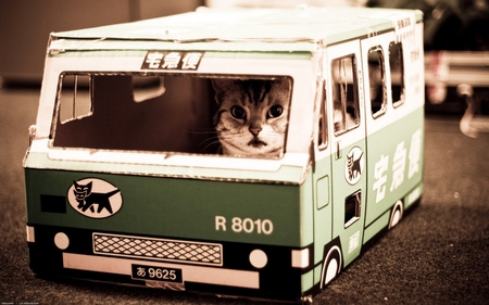 Unusual Bus Driver... - photography, sweet, cat, driver, unusual, funny, bus, cute, adorable, taxi, animals, uncommon, kitty