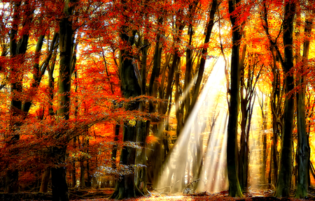 Autumn - pretty, magic, autumn colors, splendor, grass, forest, leaves, sunrays, view, woods, sun, sunlight, beautiful, beauty, colors, lovely, fall, nature, rays, autumn, autumn leaves, peaceful