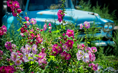 Pretty Flowers - pretty, blue, splendor, grass, pink, flowers, colorful flowers, purple, car, view, pink flowers, purple flowers, beautiful, beauty, colors, lovely, truck, colorful, nature, green, peaceful