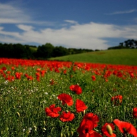 Poppy Field