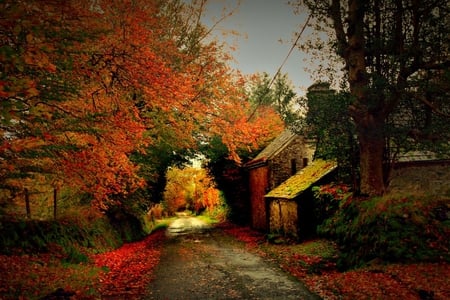 Autumn Lane - autumn, house, trees, lane