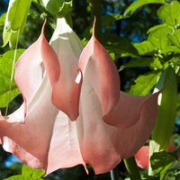 Pretty as a Peach