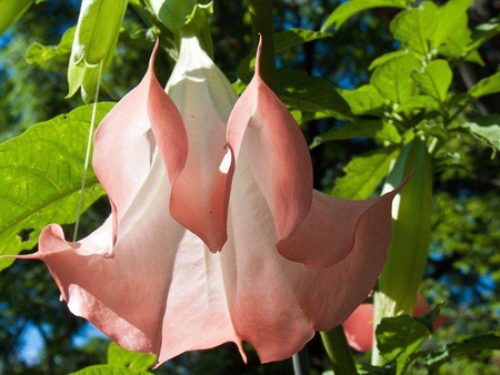 Pretty as a Peach - shaped, flower, bell, leaves