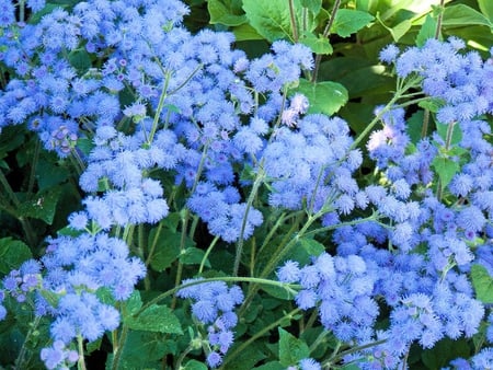 Pretty Blue - leaves, round, blue, flower