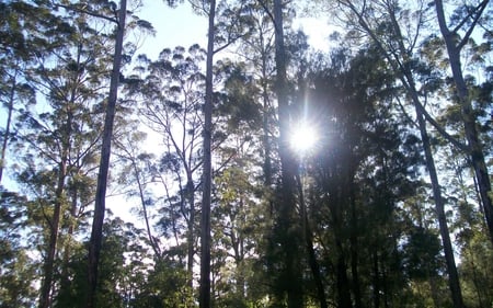 Australian Bush and Sun - australia, bush, beautiful, sun